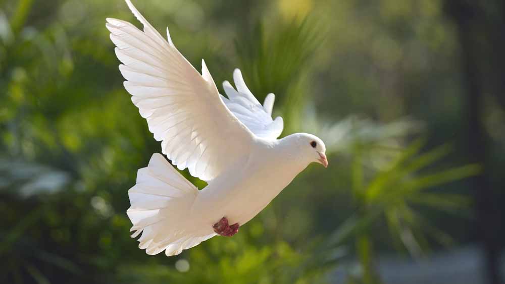 Pasqua, un augurio di speranza in tempi difficili